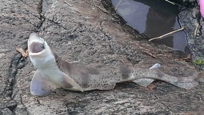 Blue shark, 5.1 kg — Norwegian Sea