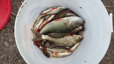 Eurasian perch