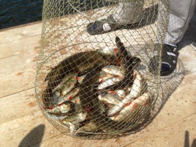 Northern Pike ×3 — Galstas