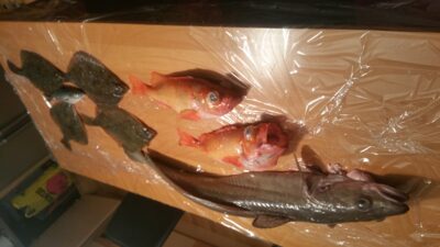 Rock Bass