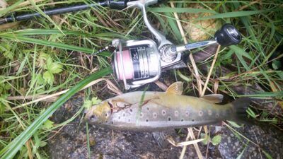 Brown Trout