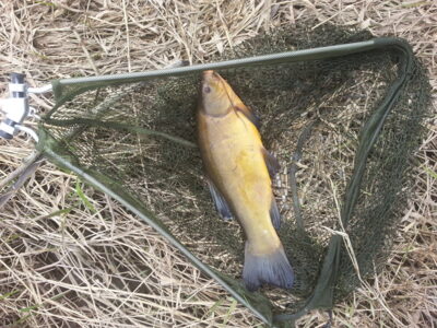 Tench, 1.9 kg — Nevėžis