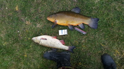 Tench, 3.2 kg — Шешупе