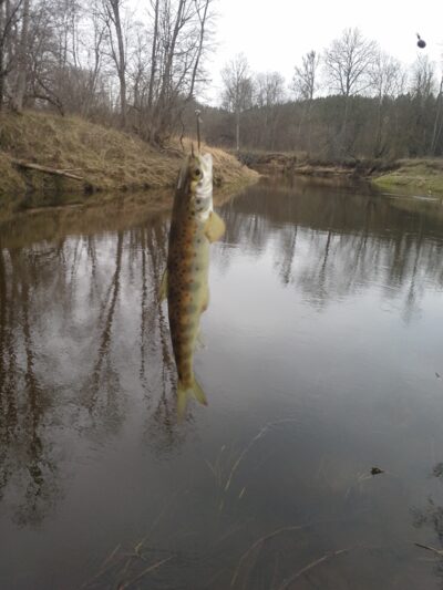 Brown Trout — Dubysa