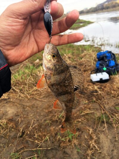Eurasian perch — Neris River