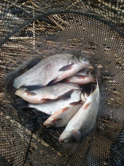 Carp bream ×5