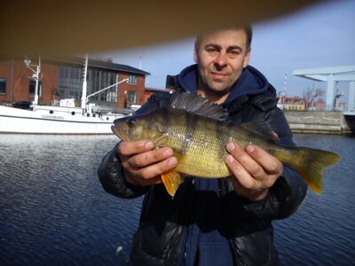 Eurasian perch, 1.9 kg — Baltic Sea