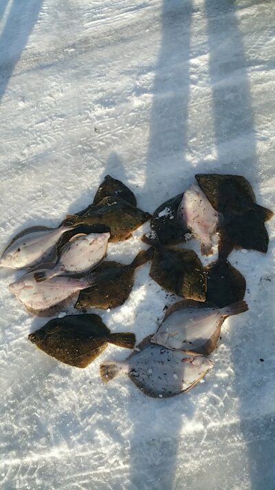 European plaice
