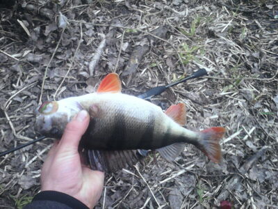 Eurasian perch, 0.4 kg — Neris River
