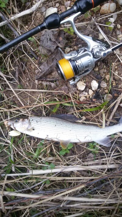 Grayling ×3