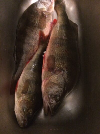Eurasian perch ×3