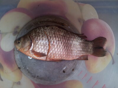 Prussian carp, 0.4 kg