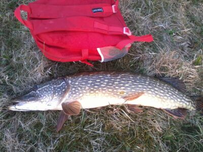 Northern Pike, 5.2 kg — Glaudžių