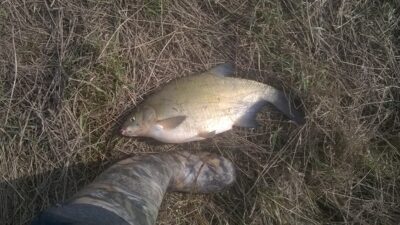 Carp bream, 2.3 kg — Mēmele
