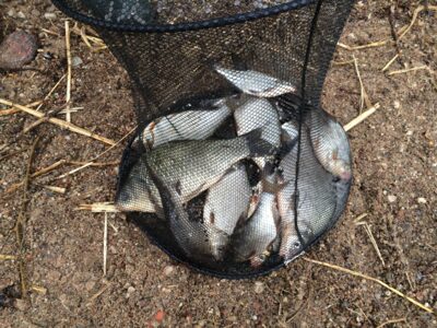 Sidabrinis karosas, 0.8 kg — Kaunas reservoir