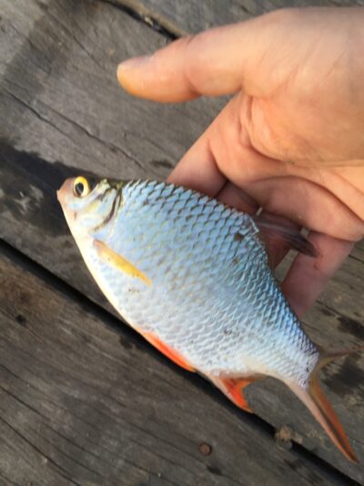 Tinfoil barb