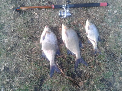 Carp bream ×3 — Bijotė