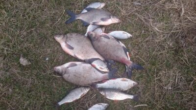 Carp bream ×4 — Neman River