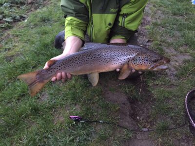 Brown Trout, 2.8 kg
