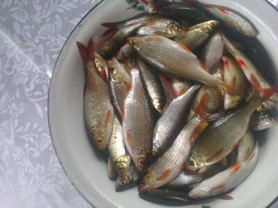 Roach ×62