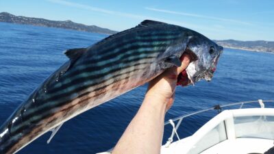 Oceanic bonito, 3.5 kg — Mediterranean Sea