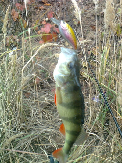 Eurasian perch, 0.4 kg