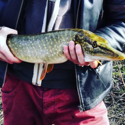 Northern Pike, 1.2 kg — Venta
