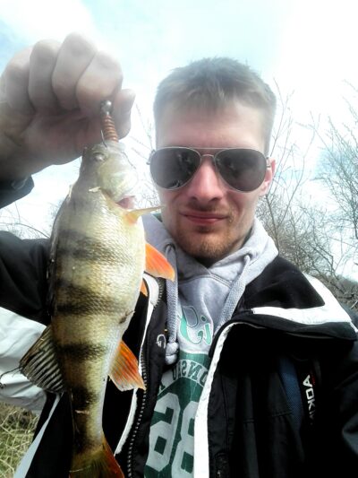 Eurasian perch