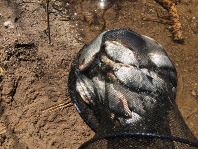 Silver Bream ×20 — Kaunas reservoir