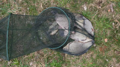 Prussian carp — Kaunas reservoir
