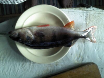 Eurasian perch