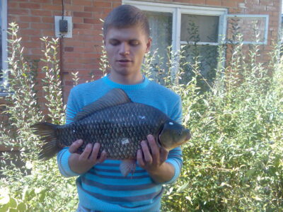 Crucian carp, 0.3 kg