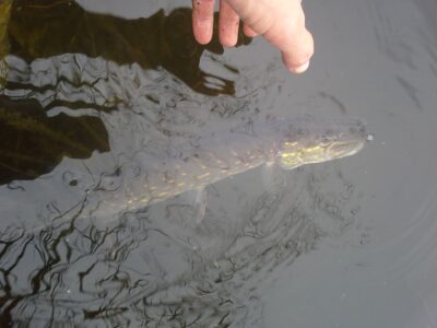 Northern Pike ×3
