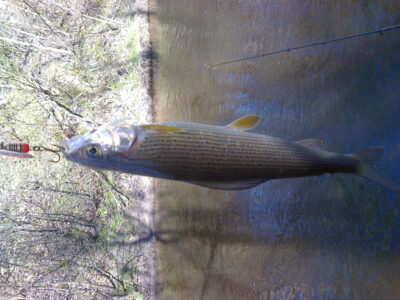 Grayling