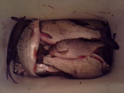 Carp bream — Aukštumala