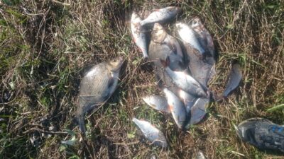 Carp bream ×3 — Neman River