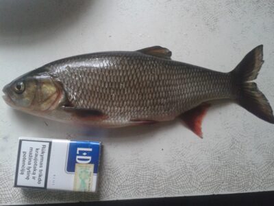 chub, 0.5 kg — Minija