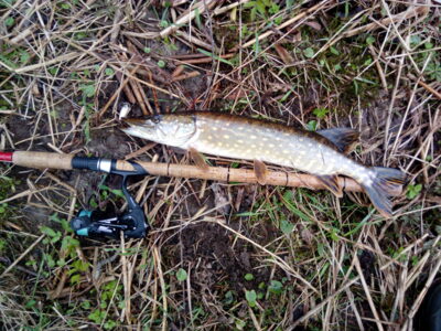 Northern Pike