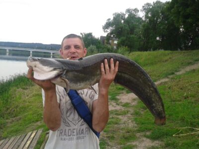 Wels catfish, 9.5 kg