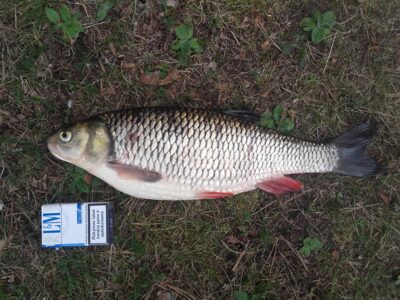 chub, 1.4 kg — Neris River