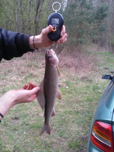 Grayling, 0.6 kg — Neris River