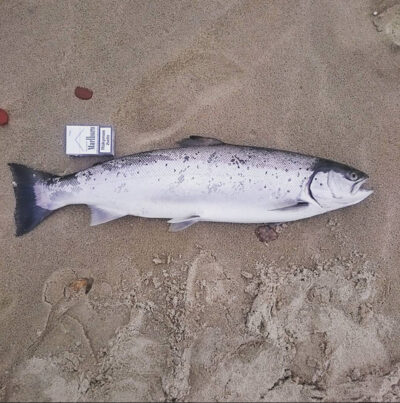 Šlakis, 4.1 kg
