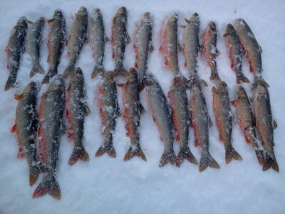 Ocean Trout ×23 — Storvannet