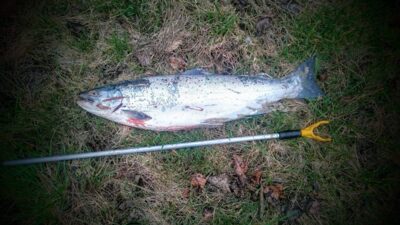 Atlantic salmon, 3.7 kg