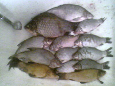 Prussian carp ×13