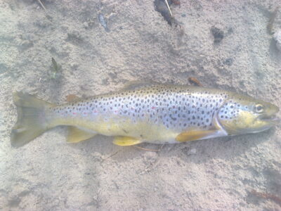 Brown Trout, 0.6 kg