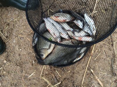 Prussian carp, 0.8 kg — Kaunas reservoir