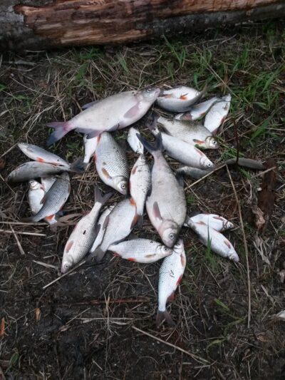Carp bream, 1.8 kg — ATMATA