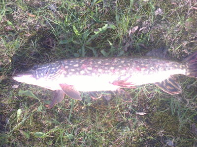 Northern Pike ×3 — Tverečiaus