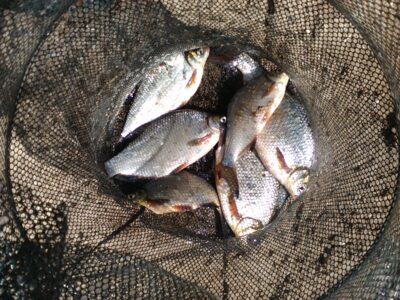 Carp bream ×8